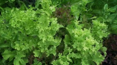 Marul Bahçede Hareketli Shot