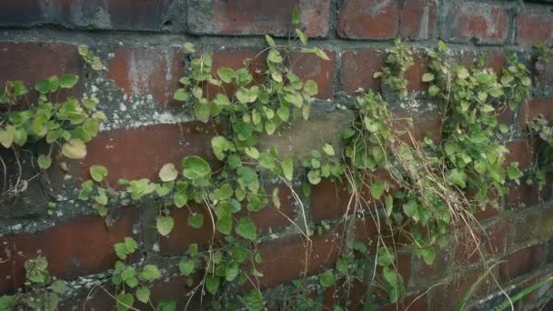 Кирпичная Стена Растущими Ней Растениями — стоковое видео