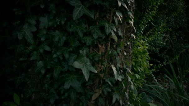 Passage vieil arbre couvert de lierre 