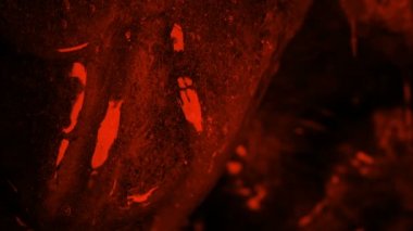 Kırmızı Işıkta Sümüklü Uzaylı Yüzeyi