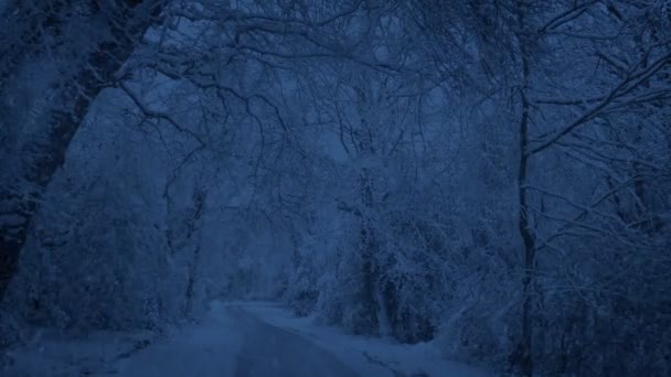 Snö Faller Parkvägen Kvällen — Stockvideo