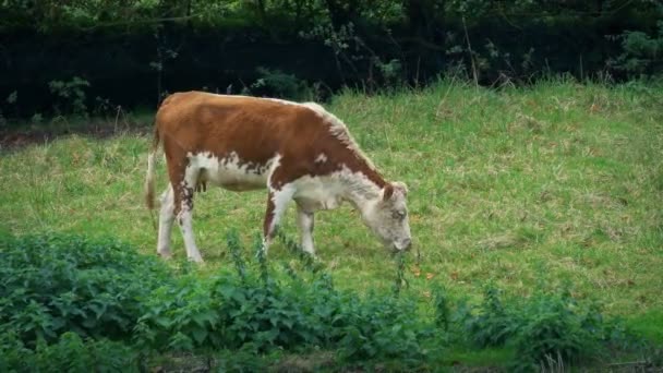 Vache Mange Herbe Dans Pâturage — Video