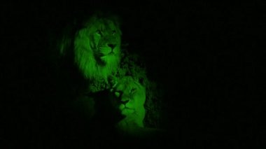 Karanlık Mağarada Gece Görüşlü Aslan ve Aslan