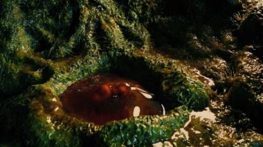 Uzaylı Kapsülündeki İnsan Eli - Ufo Kaçırması