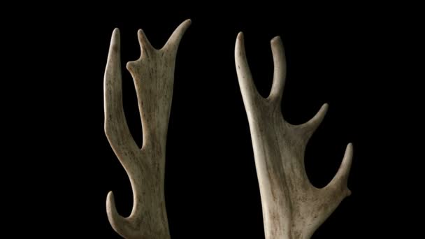 Antlers Rotating Black Background — Stock Video