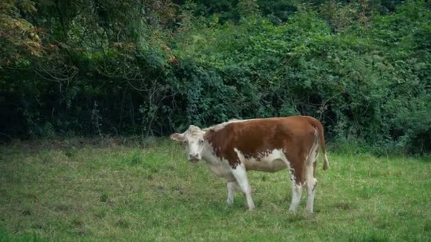 Vaca Campo Trituração Balançando Cauda — Vídeo de Stock