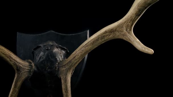 Antler Stående Fot Rörligt Skott — Stockvideo