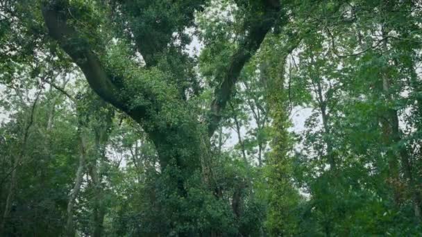 Gran Árbol Cubierto Bosque — Vídeos de Stock