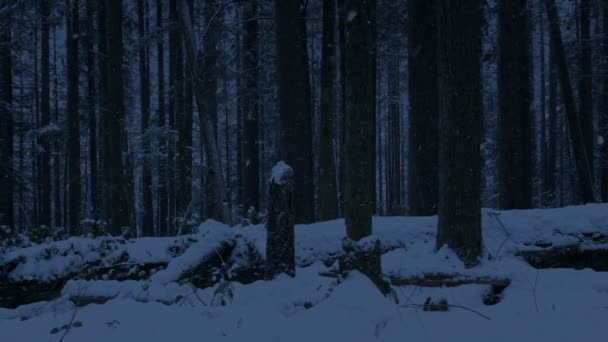 在黑暗中穿越雪地森林 — 图库视频影像