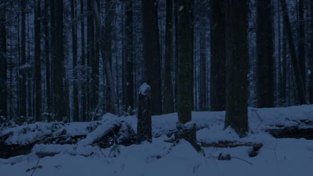 Moverse Pasado Nevado Bosque Oscuridad — Vídeos de Stock