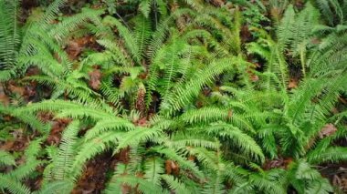 Ormanda Eğreltiotlarının Üzerinde Taşıma