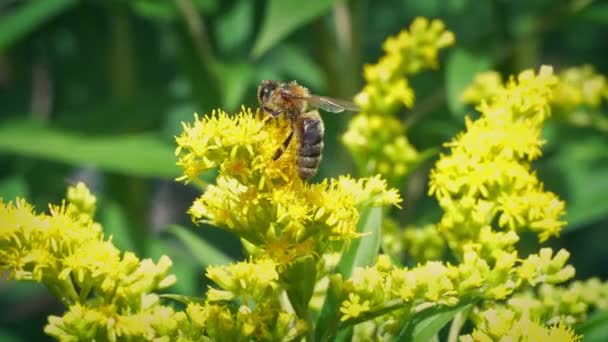 蜜蜂从黄花中获得花粉 — 图库视频影像