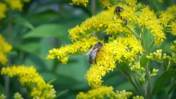 Μέλισσες Του Μελιού Συλλέγουν Γύρη Από Κίτρινα Λουλούδια — Αρχείο Βίντεο