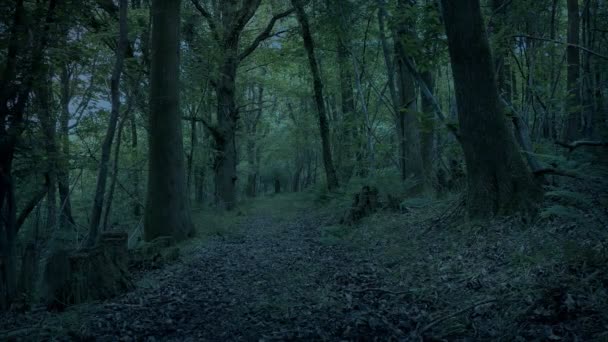 在黑暗中穿越林地小路 — 图库视频影像