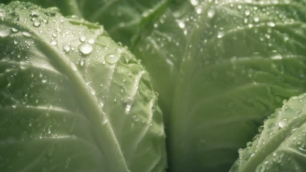 Salat Wird Feinem Wasserspray Gewaschen — Stockvideo