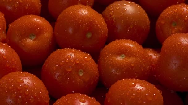 Haufen Glitzernder Nasser Tomaten — Stockvideo