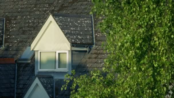 Edificio Ventana Tejado Con Árbol Cerca — Vídeos de Stock