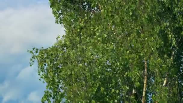 Árbol Verde Hojas Brisa Día Soleado — Vídeo de stock