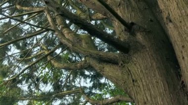 Gündüzleri yaşlı ağaçların arasında dolaşmak