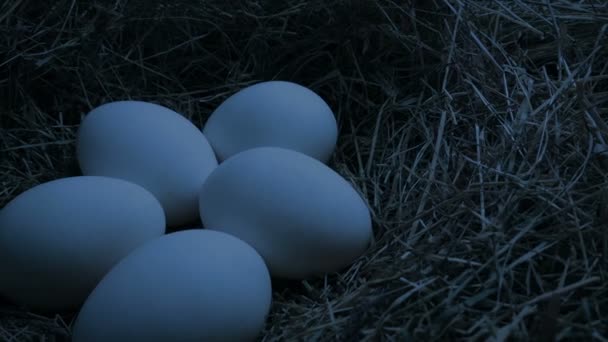 Moving Nest Eggs Dark — Stock Video