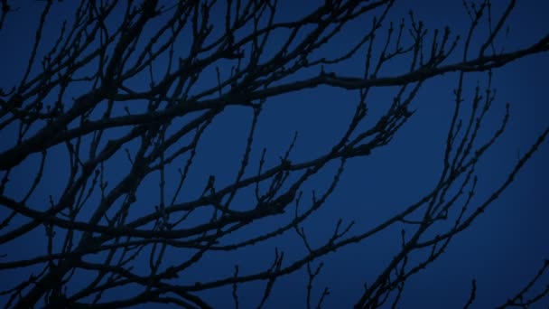 Ветви Деревьев Движутся Темноте — стоковое видео