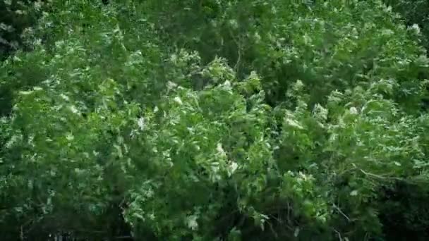 Vientos Tormenta Moviéndose Árbol Espeso Con Flores Blancas — Vídeos de Stock