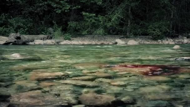 Krew Przepływa Przez Rzekę Lesie — Wideo stockowe