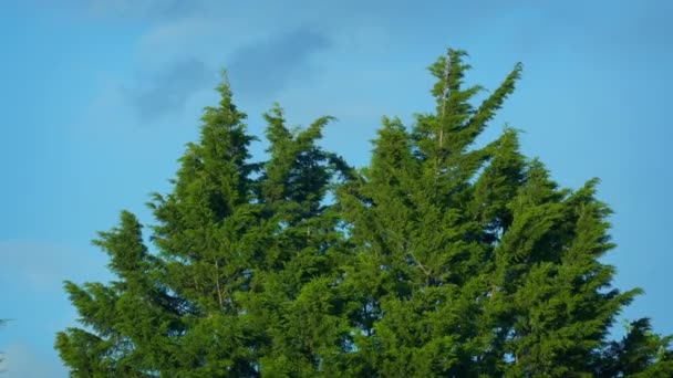 Arbre Sempervirent Touffu Dans Brise Été — Video