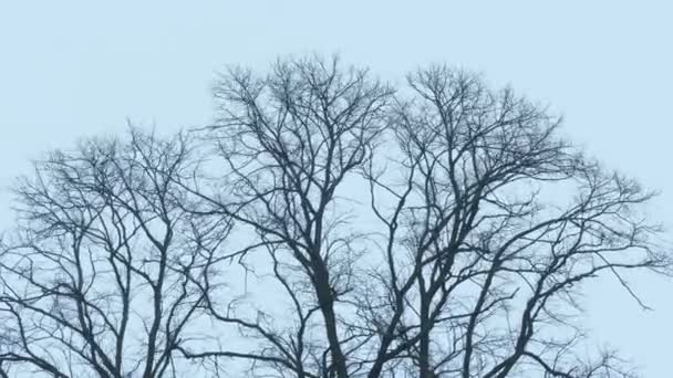Δέντρο Κορυφές Χειμώνα Ταλαντεύεται — Αρχείο Βίντεο