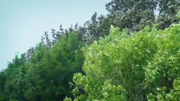 Ventos Fortes Sacudem Árvores Arbustivas Durante Dia — Vídeo de Stock