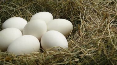 Yuvadaki Kuş Yumurtaları İzleme Çekimi