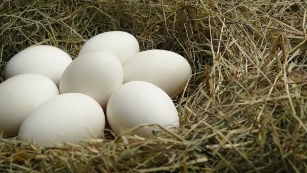 Uova Uccello Nel Colpo Tracciamento Del Nido — Video Stock