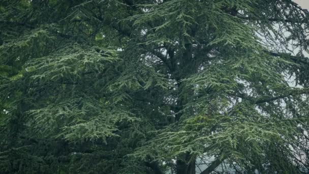 豪雨の中の大きな木 — ストック動画