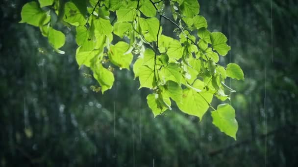 Κλάδος Δέντρων Στο Rainfall Lit Στο Φως Του Ήλιου — Αρχείο Βίντεο