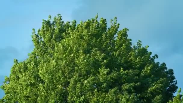 Árvore Verde Arbustiva Noite Verão — Vídeo de Stock