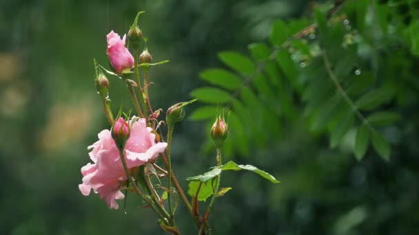 Rosas Jardín Fuerte Lluvia Detalle — Vídeos de Stock