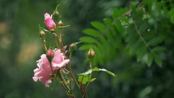 Gartenrosen Bei Starkem Regen — Stockvideo