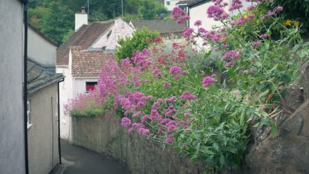Estreito Lane Através Casas Com Flores Cor Rosa Longo Parede — Vídeo de Stock