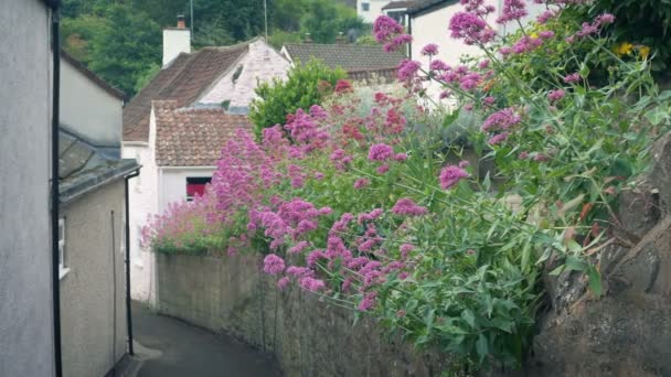 Smal Bana Genom Hus Med Rosa Blommor Längs Muren — Stockvideo