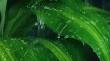 Tropikal Bitki Yağmurda Yapraklanıyor
