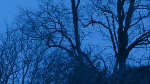 Viento Balancea Bosque Desnudo Fría Noche Invierno — Vídeo de stock