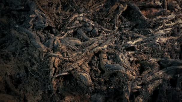 撮影回転する木の根の塊 — ストック動画