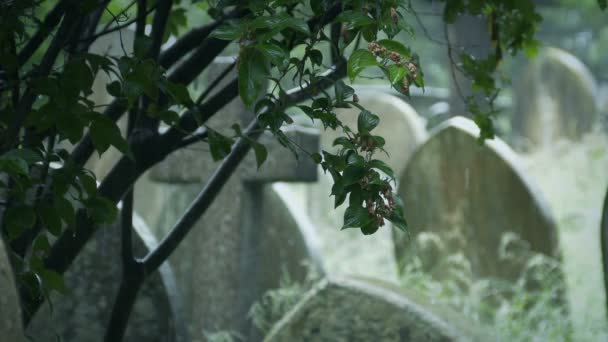 Dešťová Rána Větve Stromu Hřbitově — Stock video