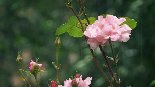 Regn Stänk Rose Parken — Stockvideo