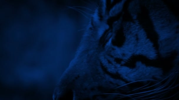 Τίγρης Έρχεται Στο Προσκήνιο Νύχτα — Αρχείο Βίντεο