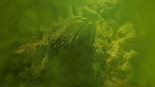 烟绿鸟巢中的异形蛋 — 图库视频影像