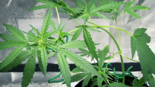 Passando Uma Planta Cannabis Crescimento Indoor — Vídeo de Stock