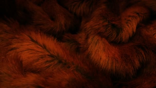 火の輝きの中の動物の毛皮 — ストック動画