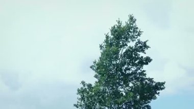 Rüzgarda sallanan tek bir ağaç