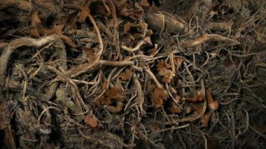 Aşırı gelişmiş bitki ve kökler duvarı